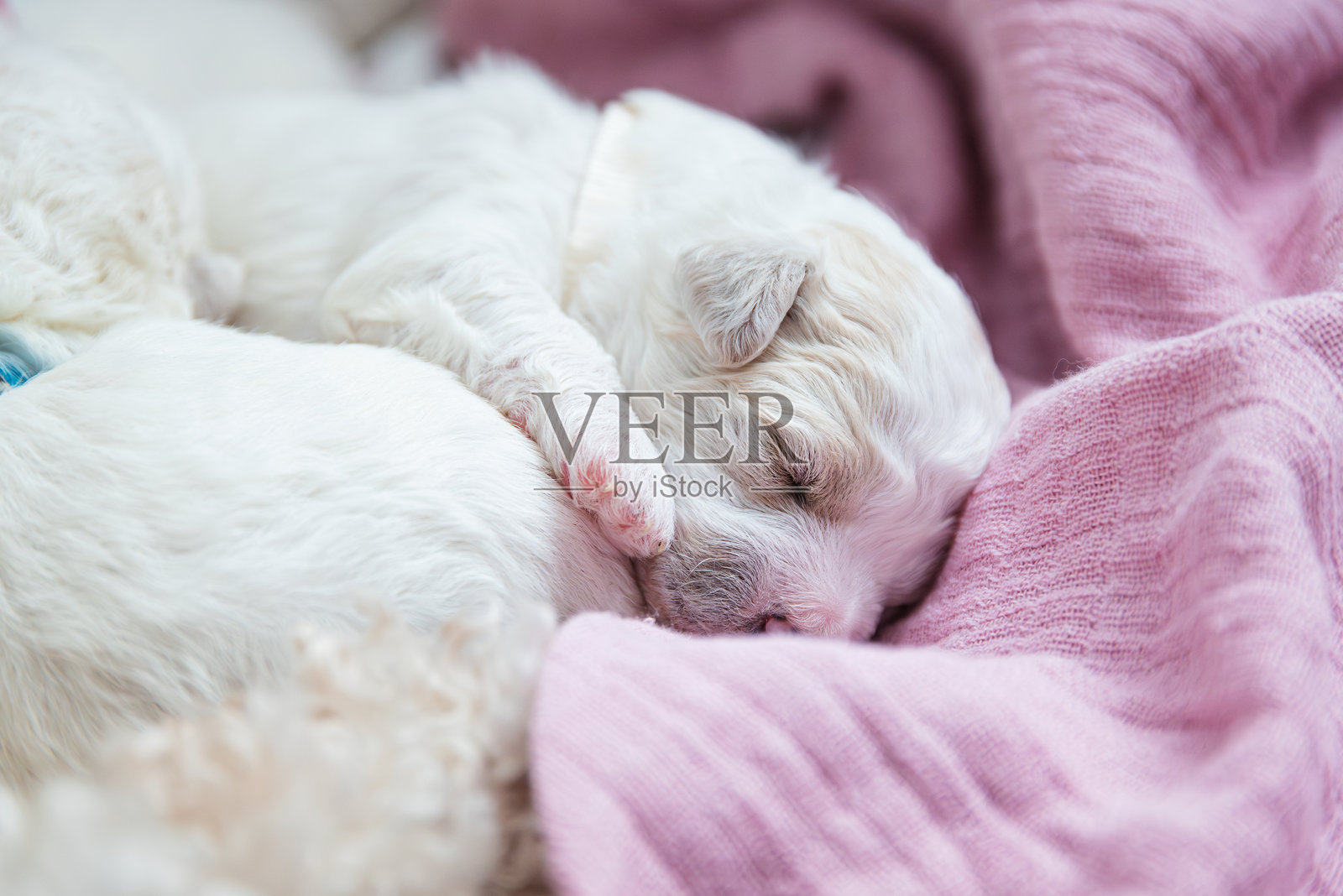 比熊犬的新生小狗。比熊犬小狗在睡觉。照片摄影图片