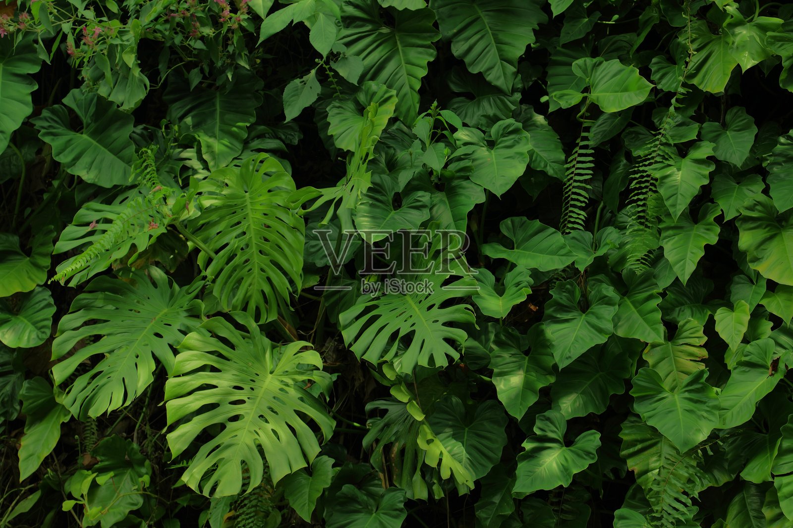 绿色热带植物背景照片摄影图片