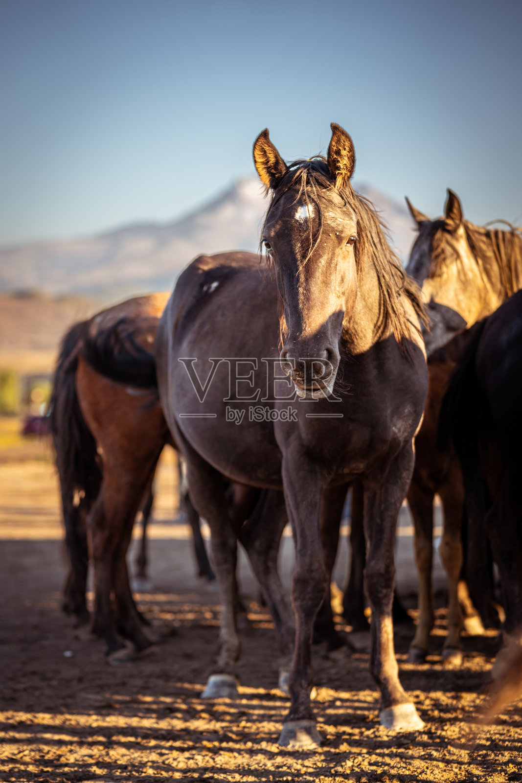 野生安纳托利亚马在日落时自由漫游照片摄影图片