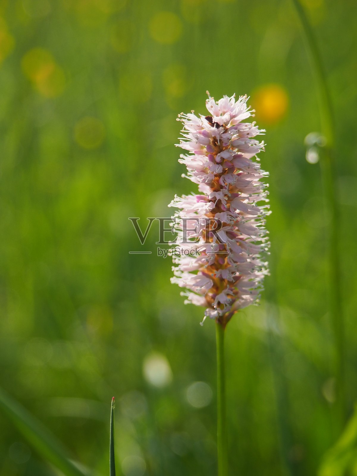 捷克共和国草地上的大比索尔塔照片摄影图片
