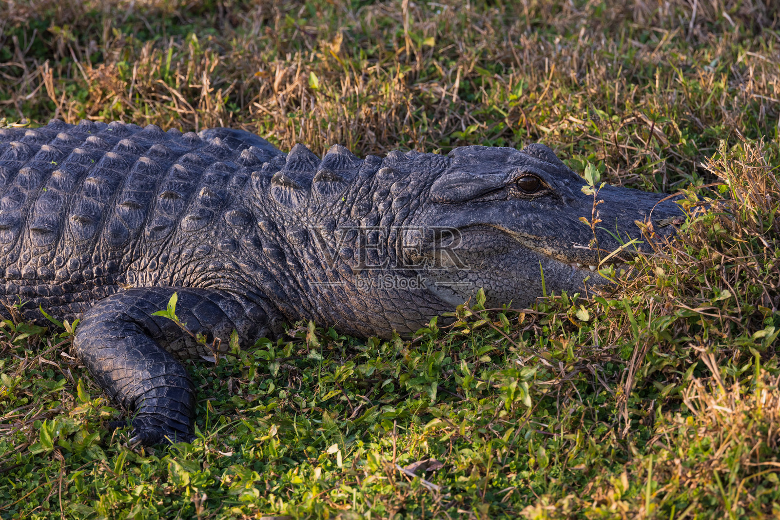 小鳄鱼在高高的草丛中照片摄影图片