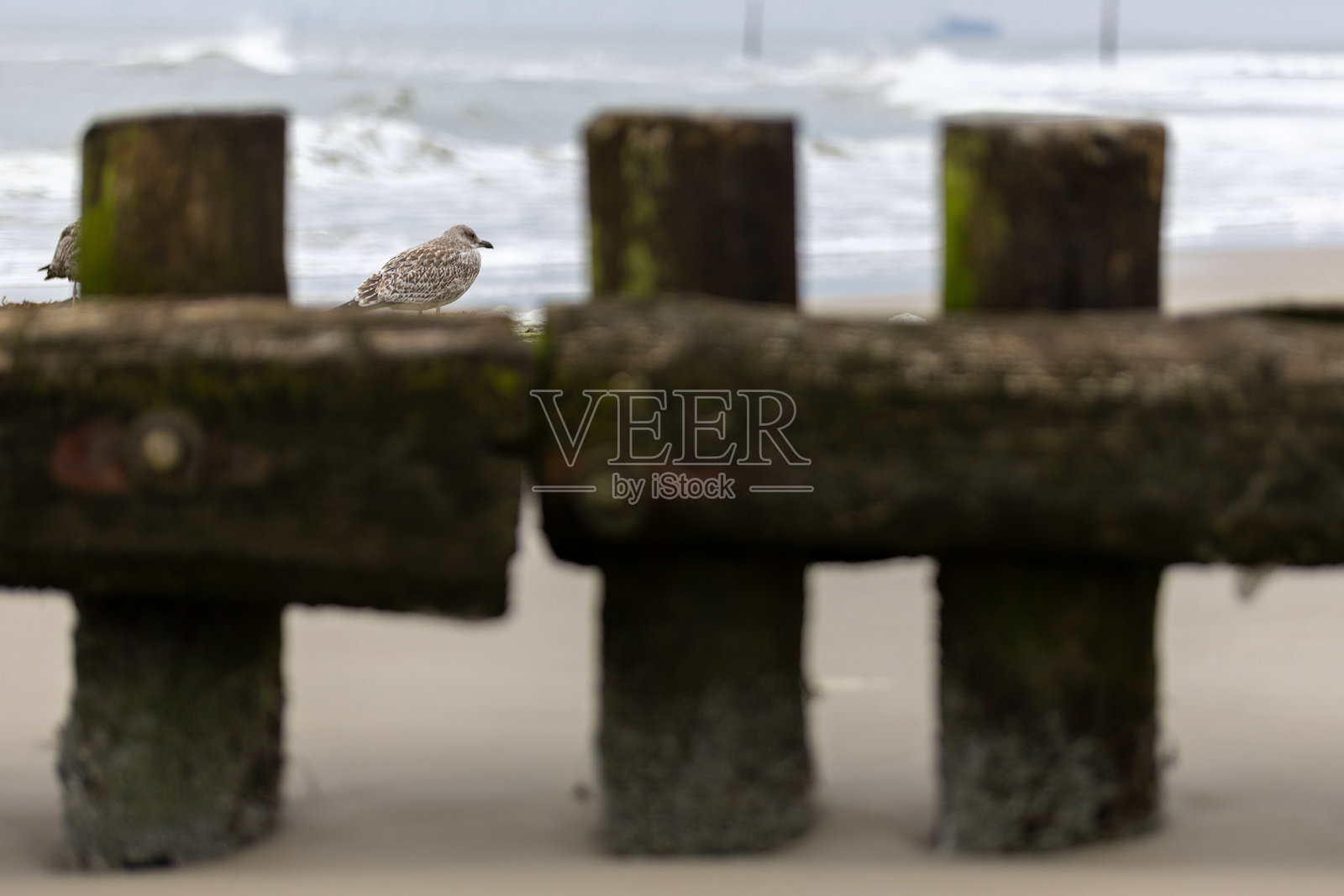 码头后面的一只孤独海鸥照片摄影图片