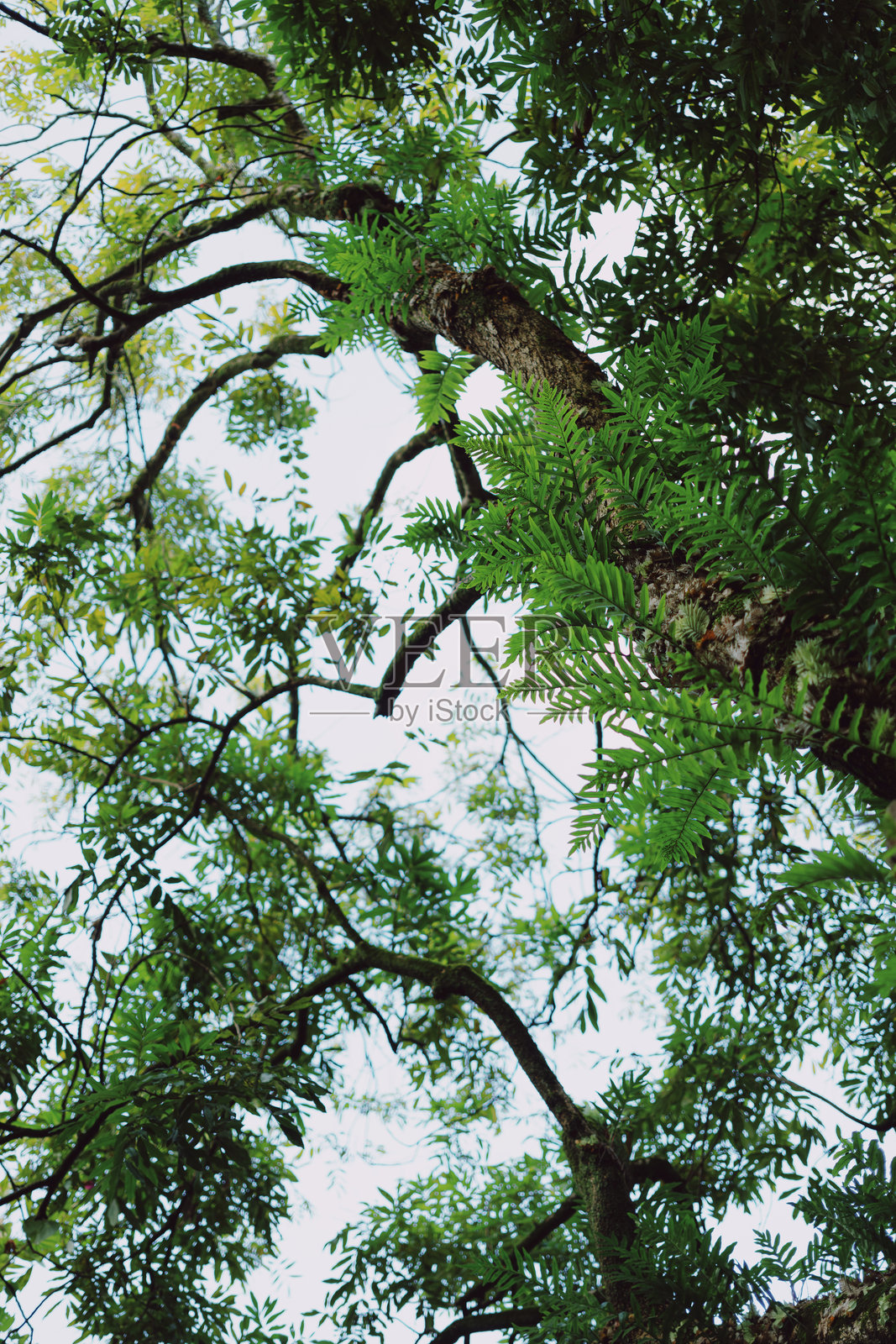 叶子照片摄影图片