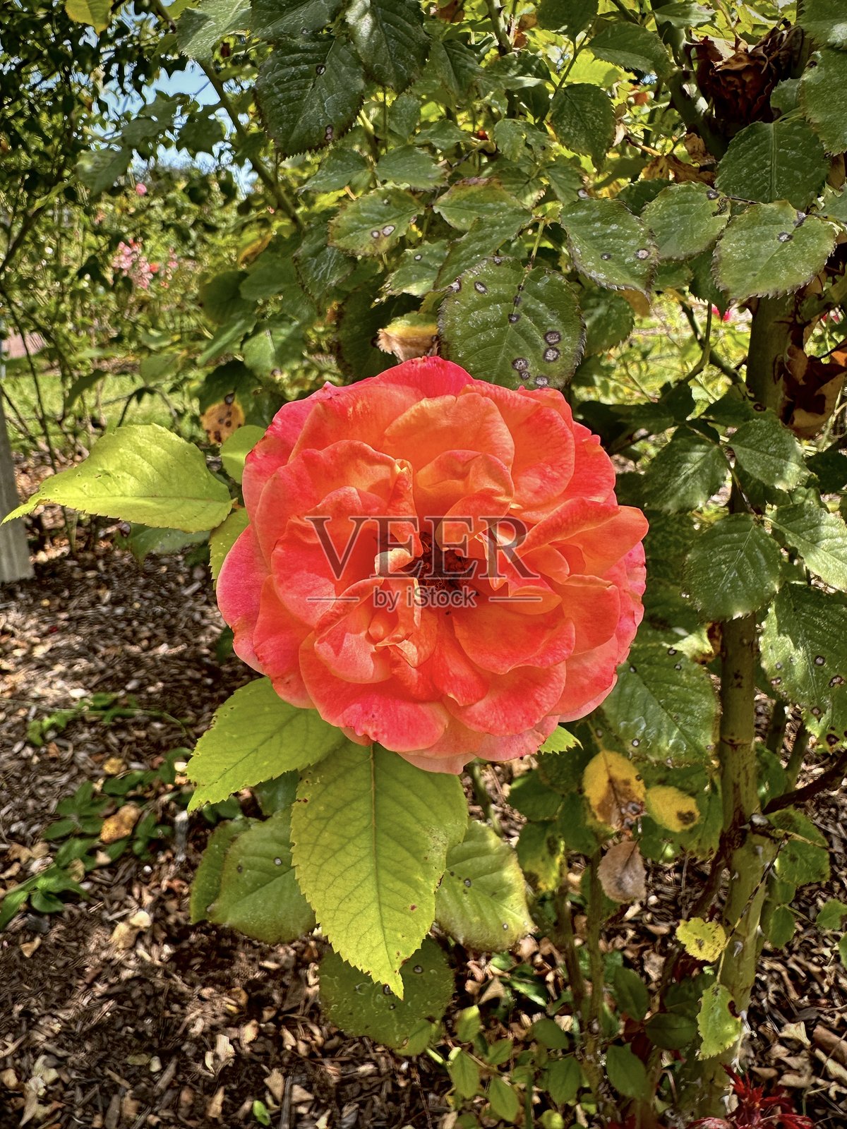 纽约花园中的橙粉色玫瑰照片摄影图片