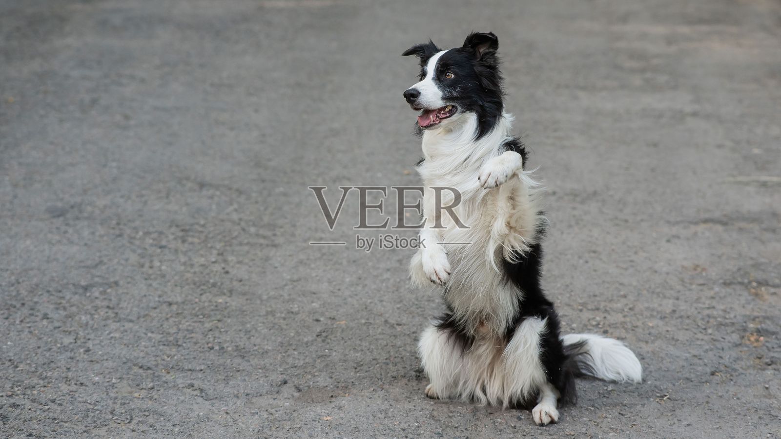 边境牧羊犬在户外做兔子运动。照片摄影图片