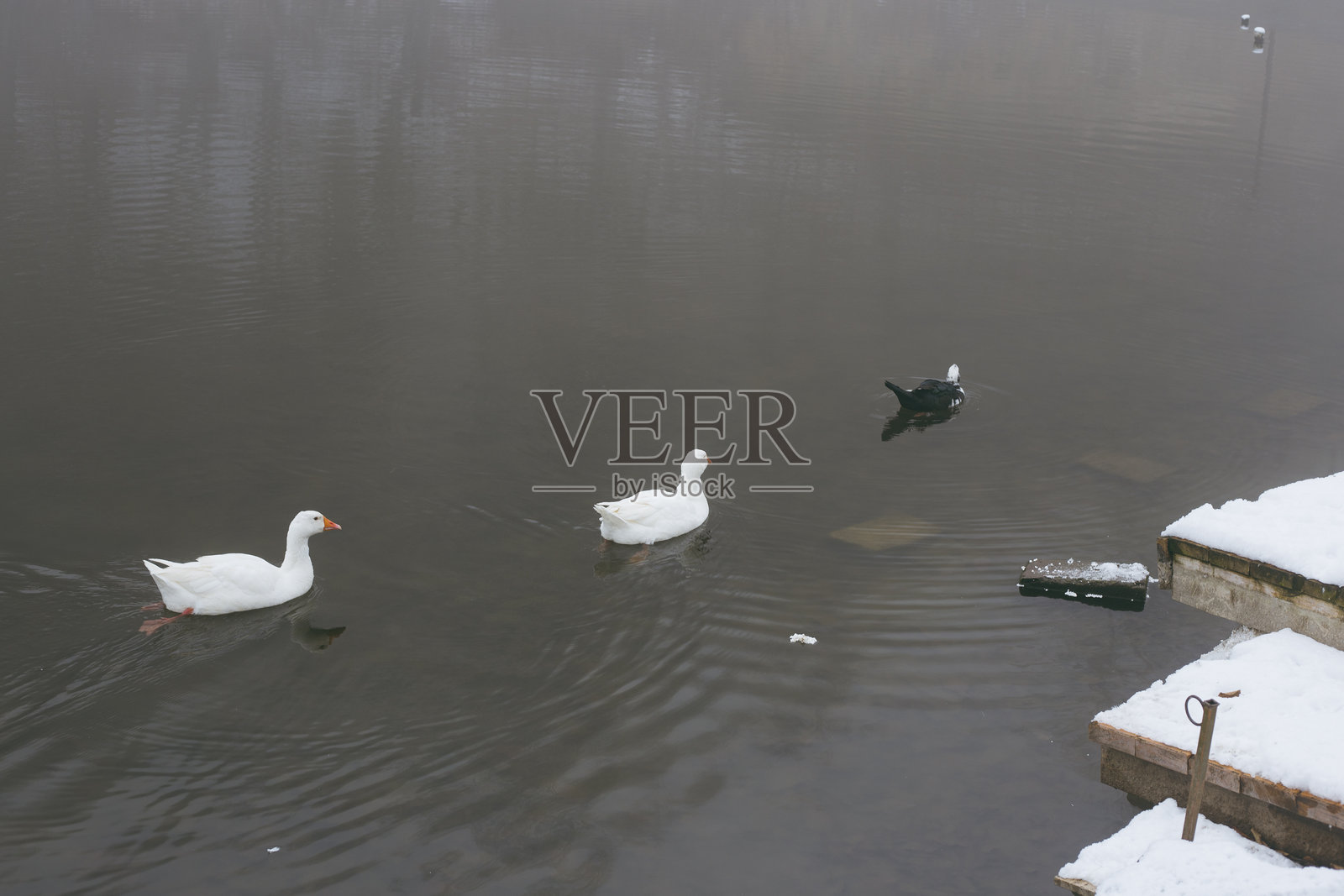 鸭子在湖中游泳照片摄影图片