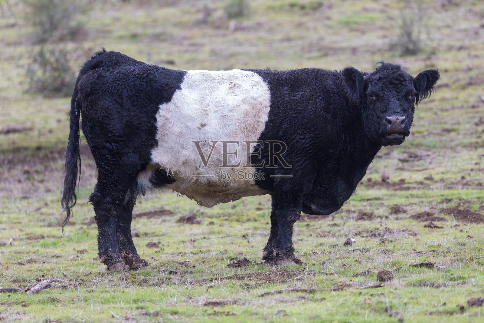 加州圣克拉拉县约瑟夫·D·格兰特县公园附近的带带牛。照片摄影图片