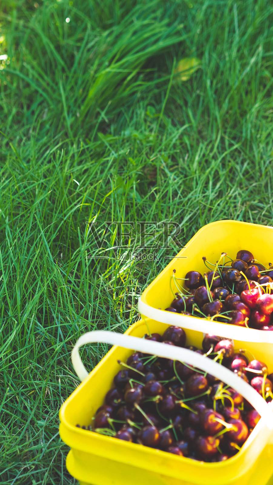 成熟的樱桃在黄色桶中，美丽的樱桃园，位于新西兰中奥塔哥，竖版照片照片摄影图片