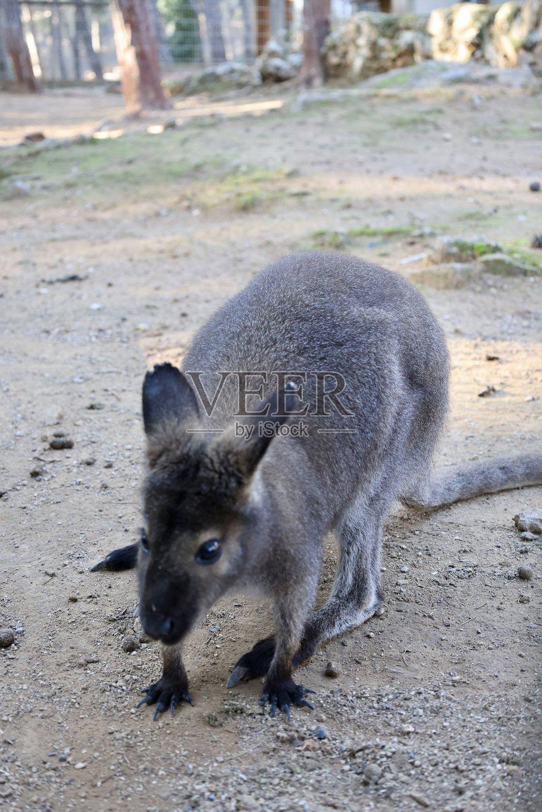 动物园里的袋鼠照片摄影图片
