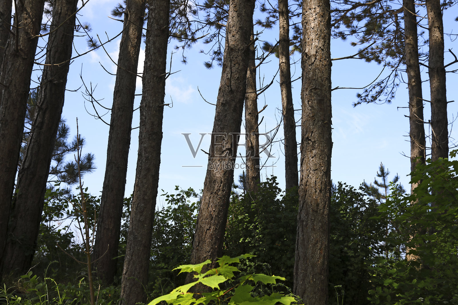 波兰乌斯特罗尼摩尔斯基的波罗的海海岸上，沙丘上长满了树木和其他植物。照片摄影图片