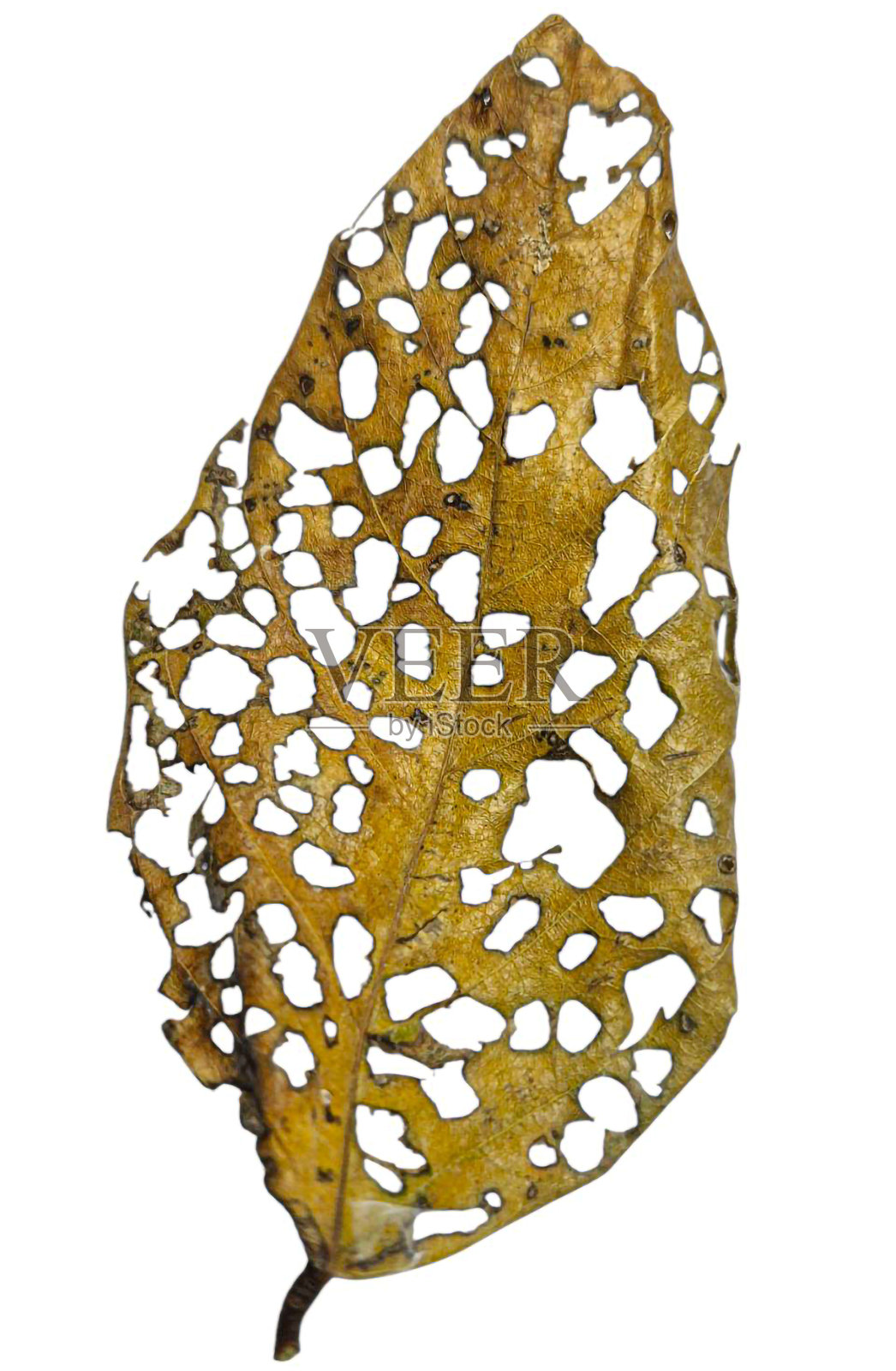 干枯的叶子，水形状的叶子，棕色的叶子照片摄影图片