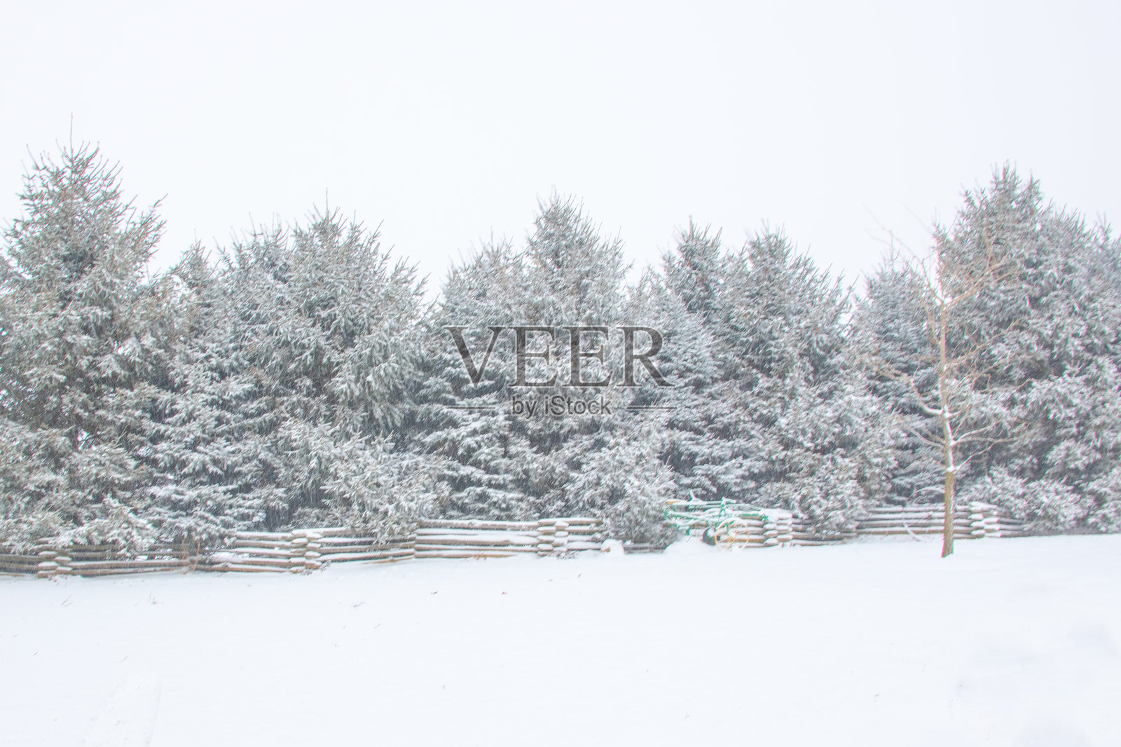 印第安纳州霍华德县的雪暴中的松树与栅栏照片摄影图片