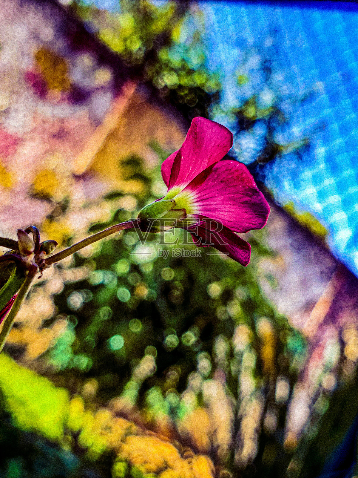 美丽的粉色花朵在美丽的花园中照片摄影图片