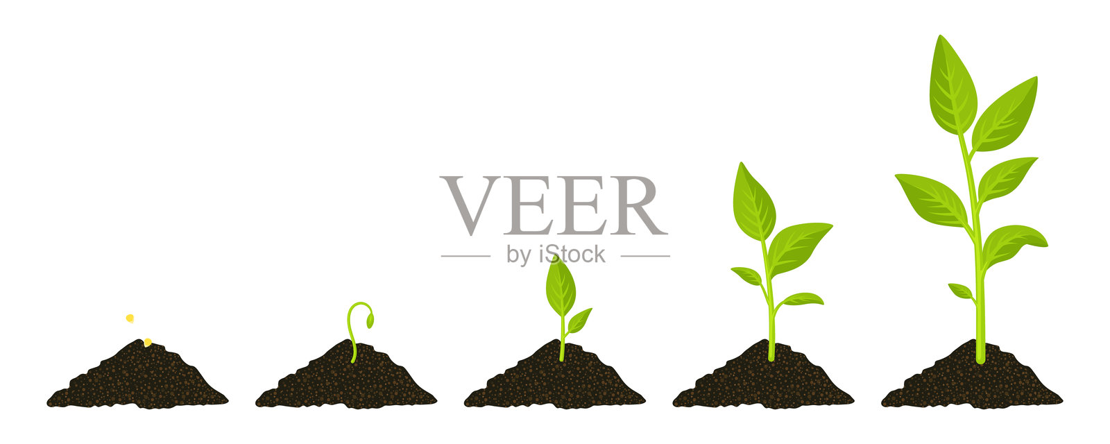 平面色彩卡通矢量植物生长阶段，从种子到芽，叶子发育，成熟植物。绿色叶子，发芽，土壤，自然，农业。生长、发展、耕作的概念。插画图片素材