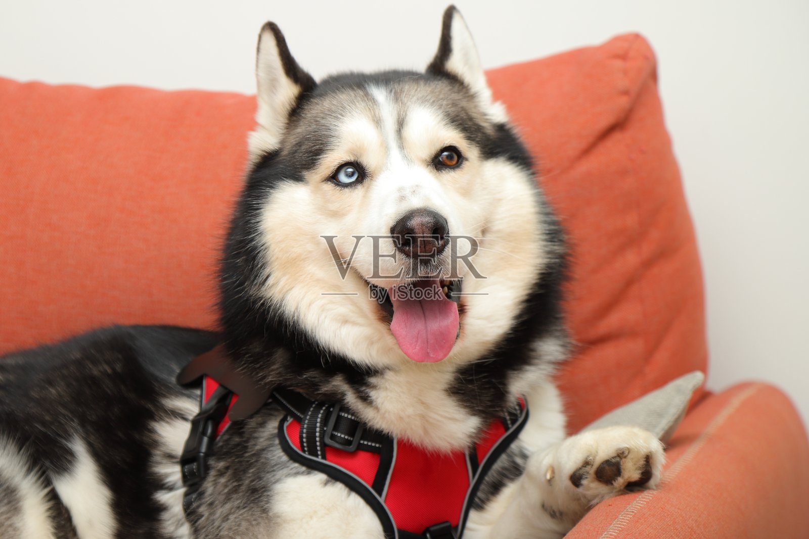 家里的哈士奇狗躺在沙发上，狗狗的生活方式照片摄影图片