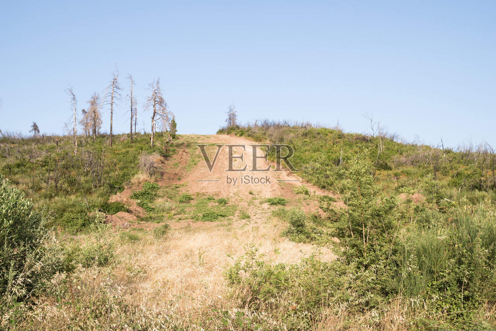 2024年6月，北埃维亚的山地风光，许多烧毁的树木，距2021年8月灾难性野火三年。照片摄影图片