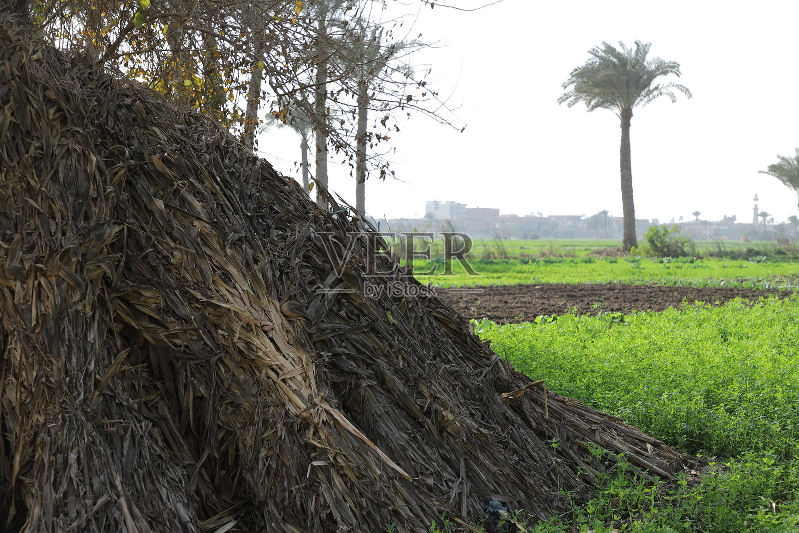 干枯的树叶特写照片摄影图片