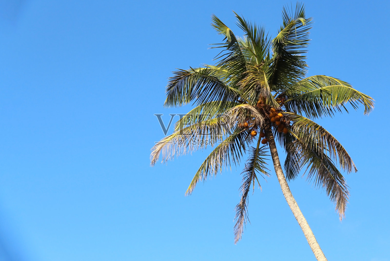 热带椰子树的树冠，绿叶宽大，背景是蓝天，留有文本空白。照片摄影图片