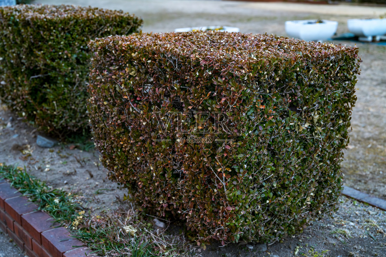 修剪成方形的黄杨叶照片摄影图片