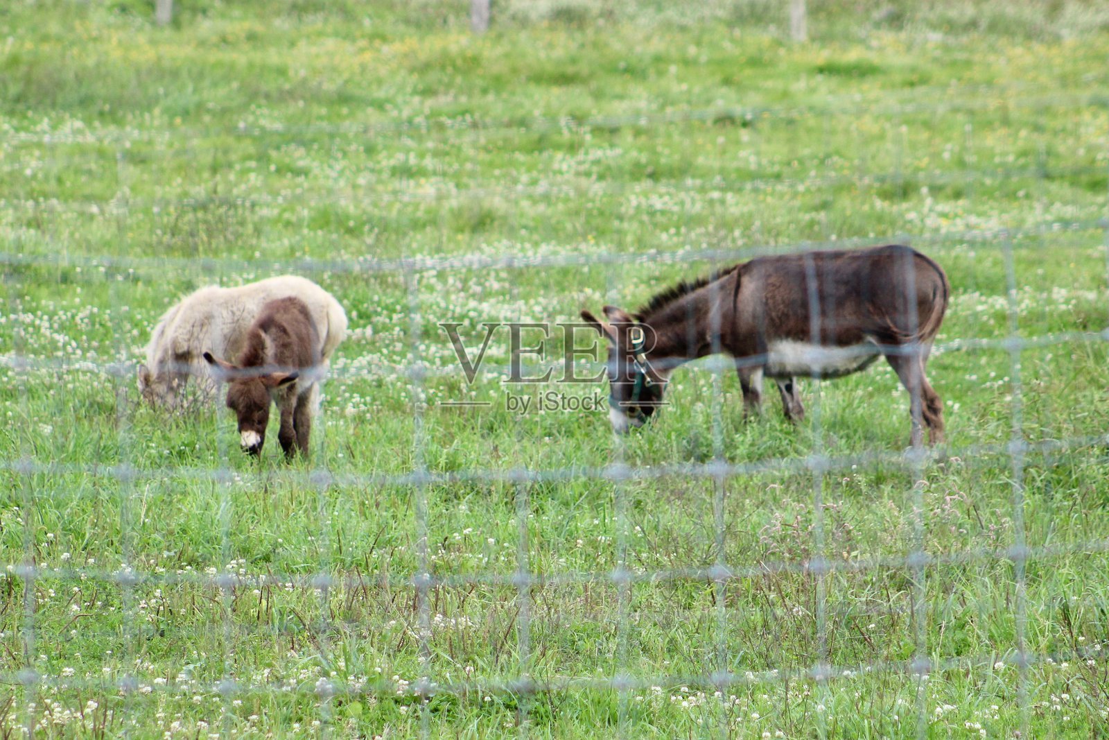 农场上的驴照片摄影图片