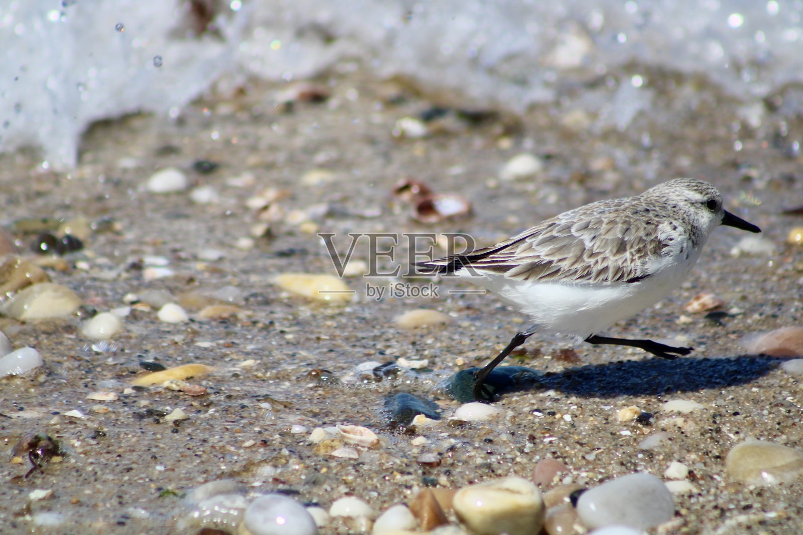 沙鸻照片摄影图片