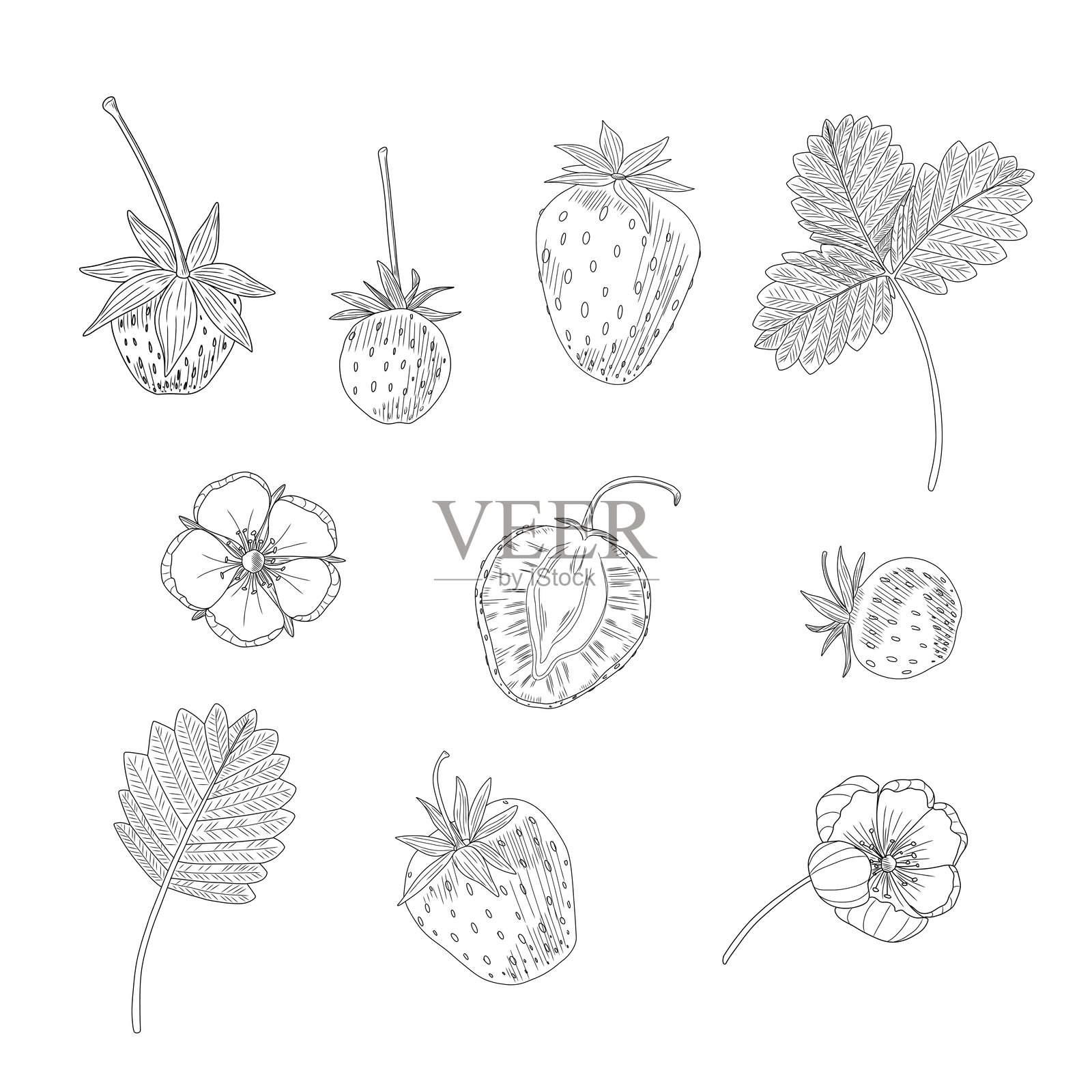 白色背景上的红色草莓组合。带有叶子的花和浆果的矢量插图。绘制的食物，水果。夏季浆果。适合用于印刷、壁纸、盒子和包装。插画图片素材