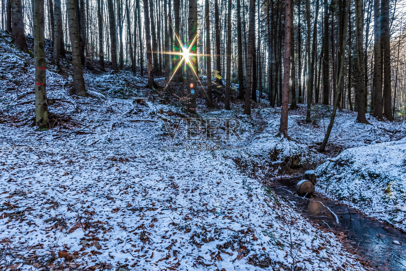 风景 - 森林 - 欧洲，罗马尼亚，苏恰瓦地区照片摄影图片