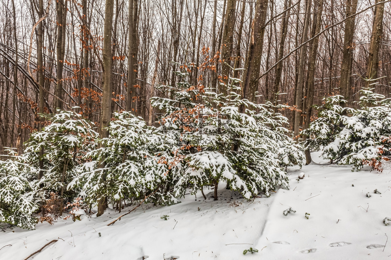 风景 - 森林 - 欧洲，罗马尼亚，苏恰瓦地区照片摄影图片