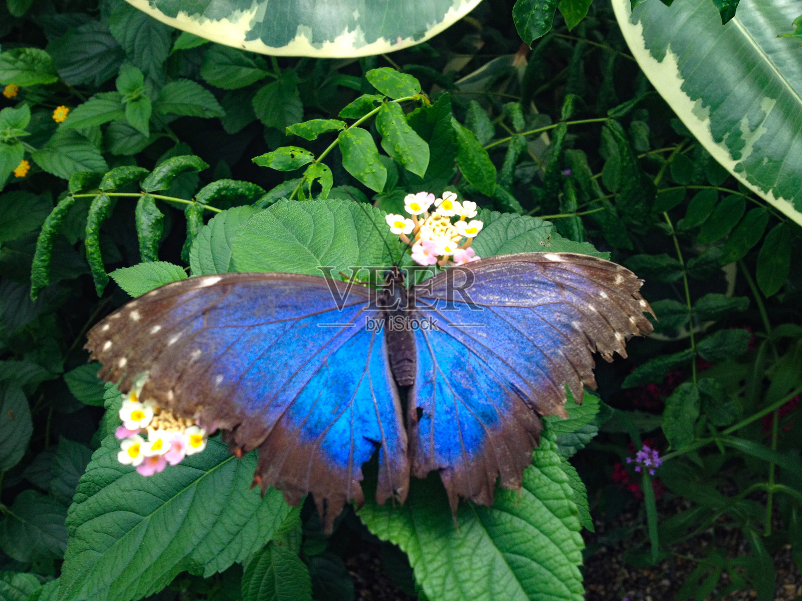 蝴蝶照片摄影图片