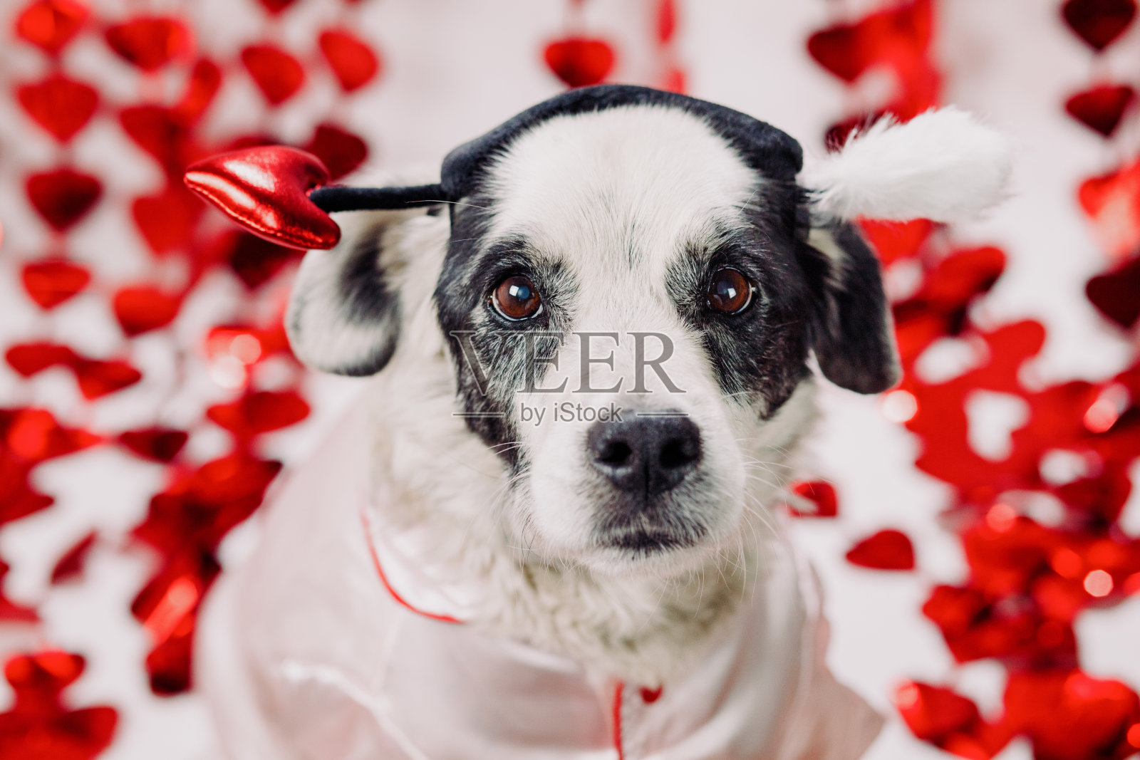 毛茸茸的丘比特照片摄影图片