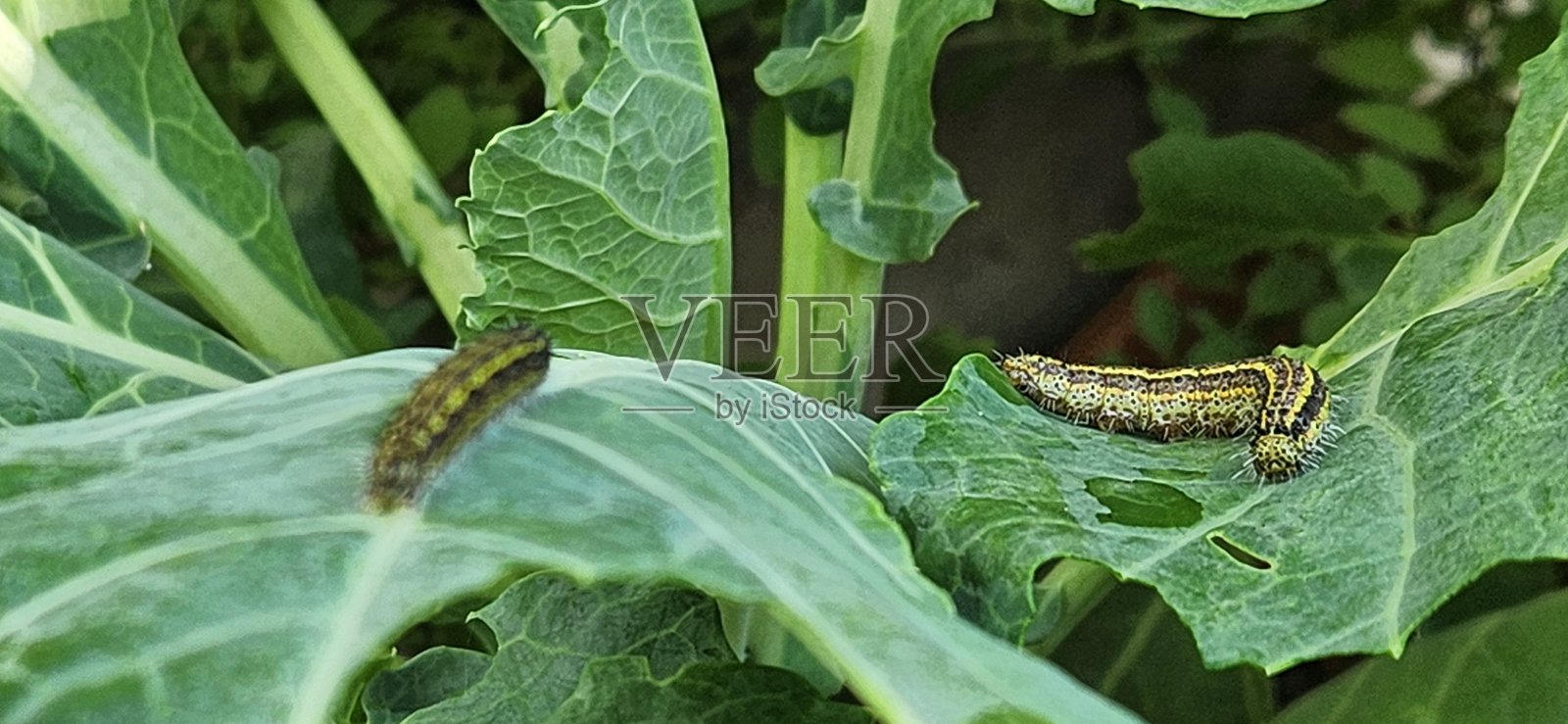 随着灵活的动作，卷心菜白蝶的幼虫在甘蓝叶上滑行，留下了进食的痕迹。它强烈的食欲可能会削弱植物的结构，使其易受疾病侵袭，并降低其生产潜力。照片摄影图片
