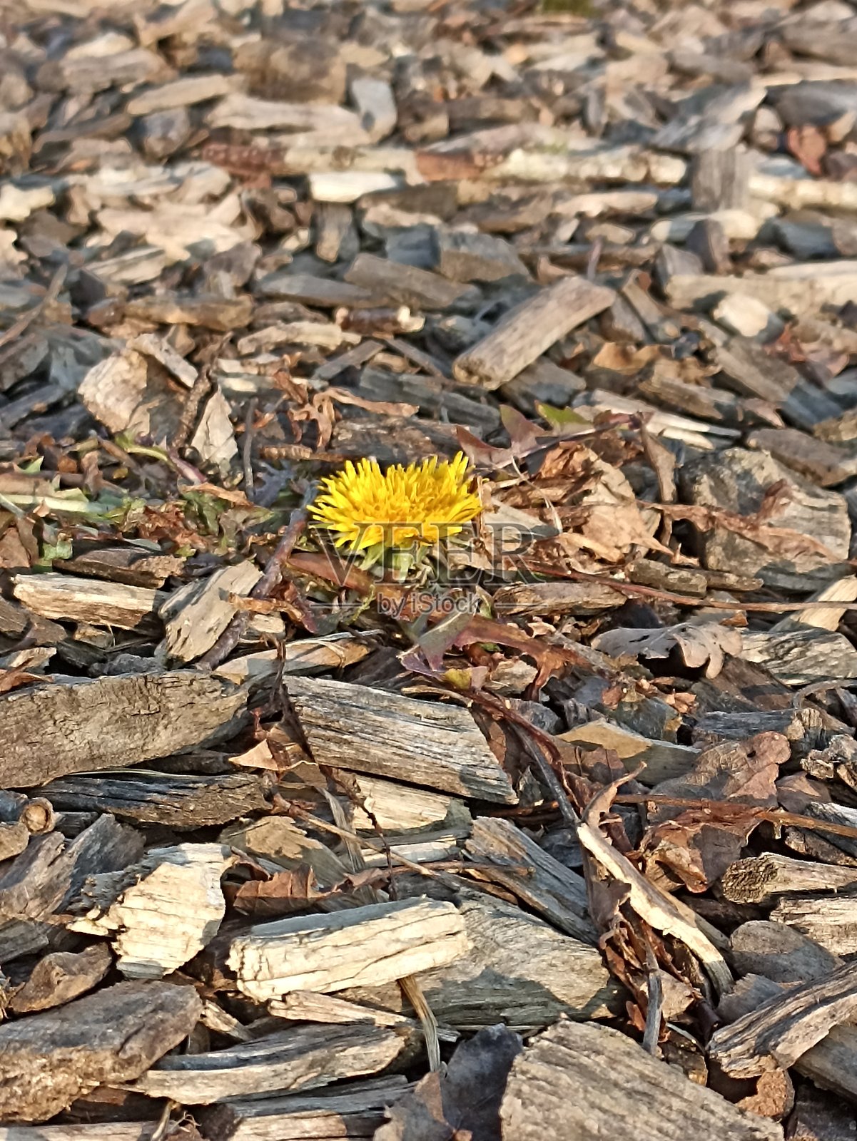 木屑照片摄影图片