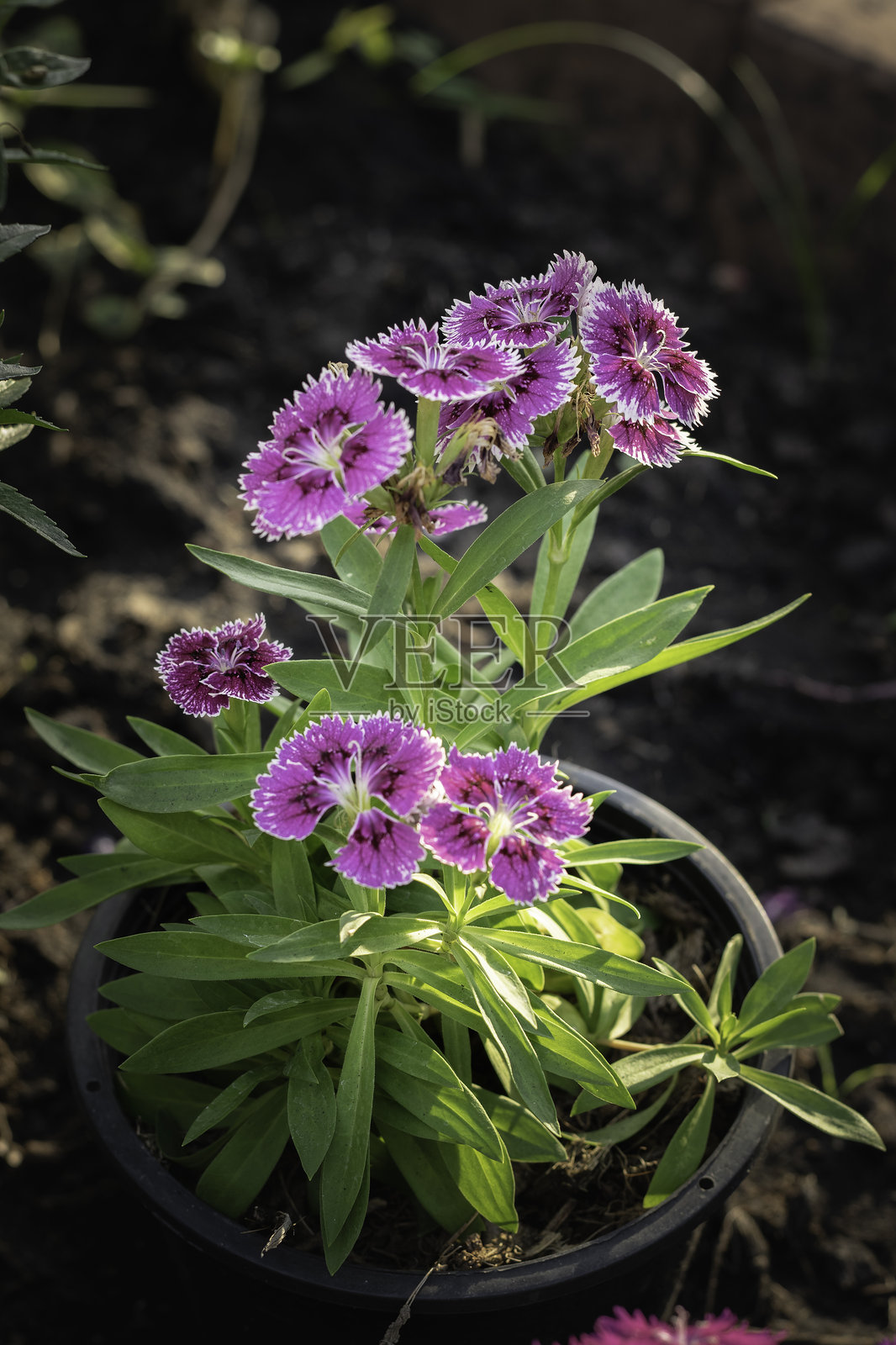 自然照片摄影图片