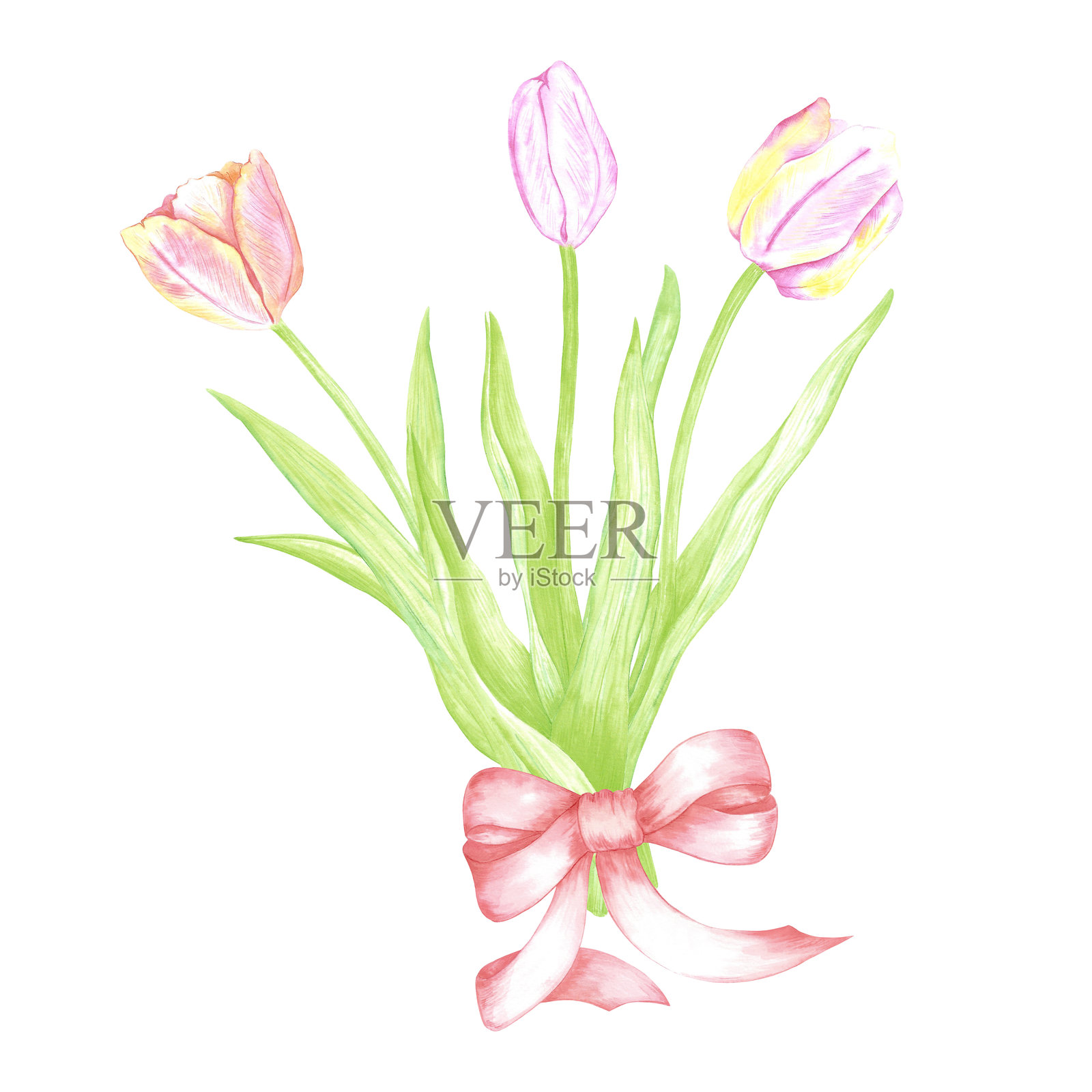 手绘水彩郁金香花束，配有红色蝴蝶结。花卉插图，背景为白色。可用于明信片、标签、剪贴簿及其他印刷产品。插画图片素材