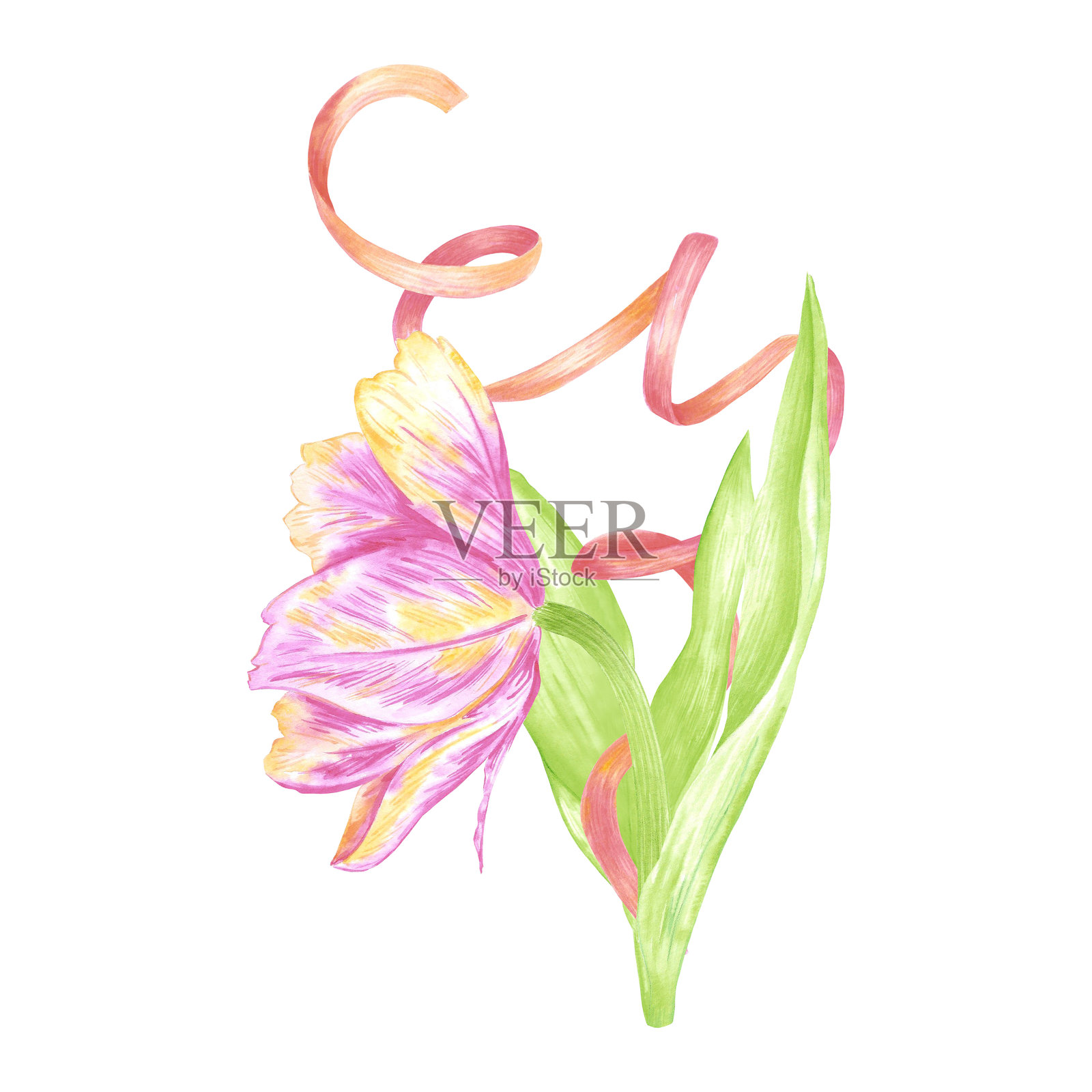 手绘水彩的粉色郁金香，像牡丹一样，配有红色丝带。春季花卉插图，背景为白色。可用于明信片、标签、剪贴簿及其他印刷产品。插画图片素材