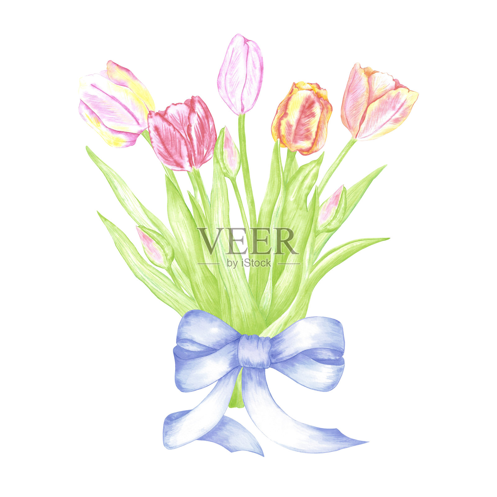 手绘水彩郁金香花束，配有蓝色蝴蝶结。花卉插图，背景为白色。可用于明信片、标签、剪贴簿及其他印刷产品。插画图片素材