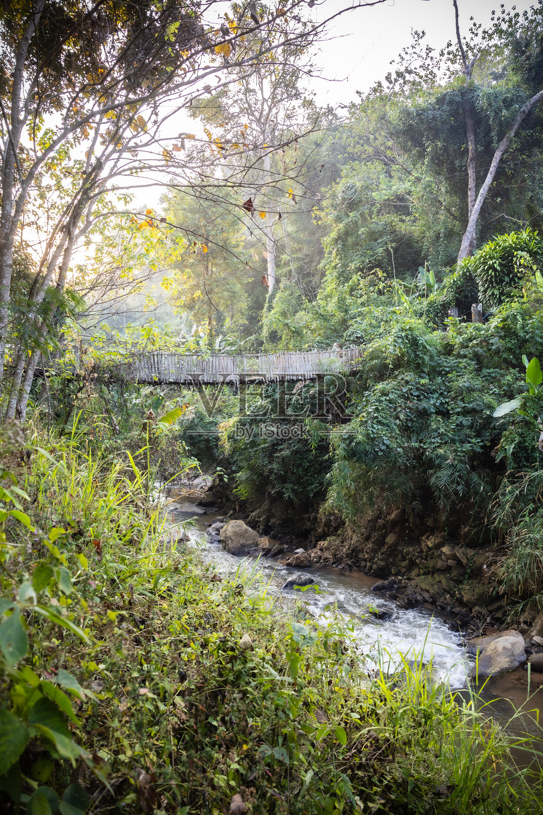 雨林桥照片摄影图片