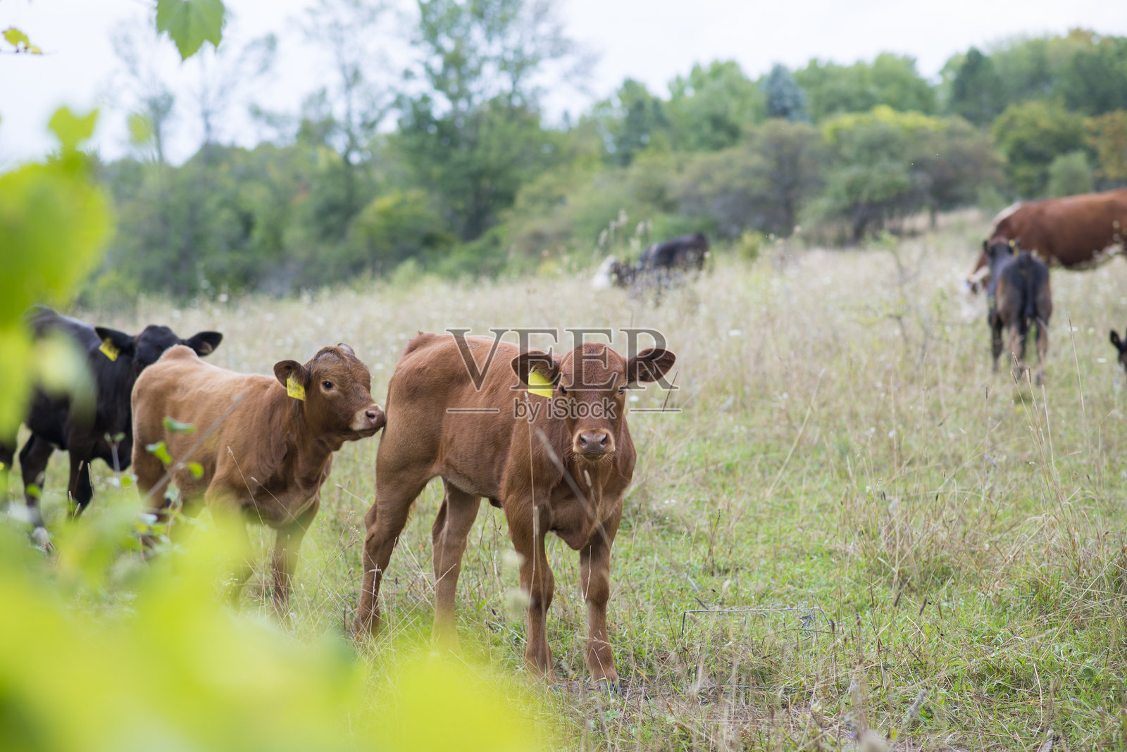 可爱的棕色奶牛在农场上照片摄影图片