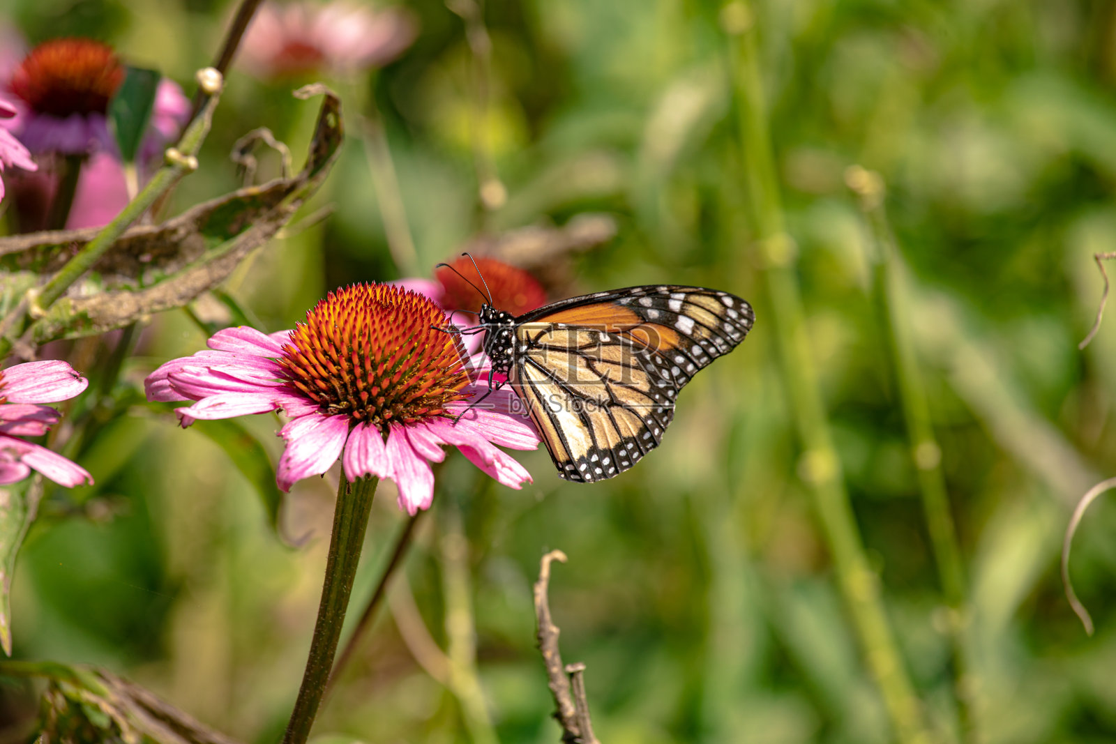 君主蝴蝶在阳光明媚的日子里为花朵授粉而觅食照片摄影图片
