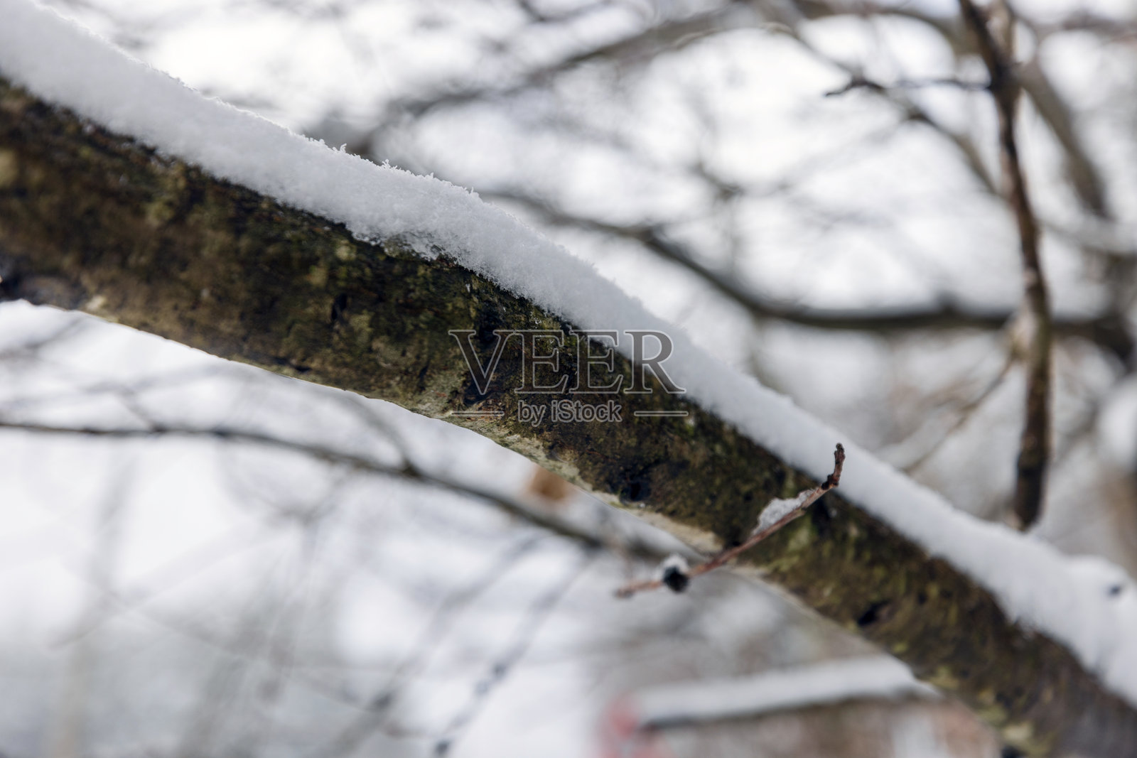 冬季森林中被雪覆盖的光秃树枝照片摄影图片