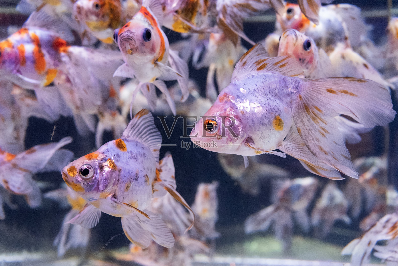 金鱼照片摄影图片