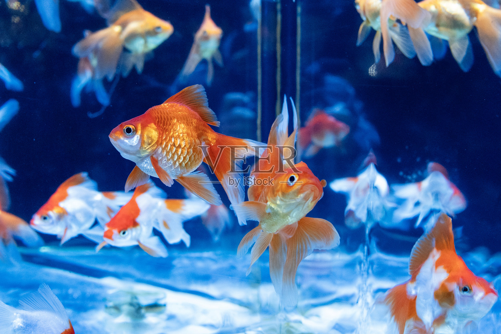 金鱼照片摄影图片