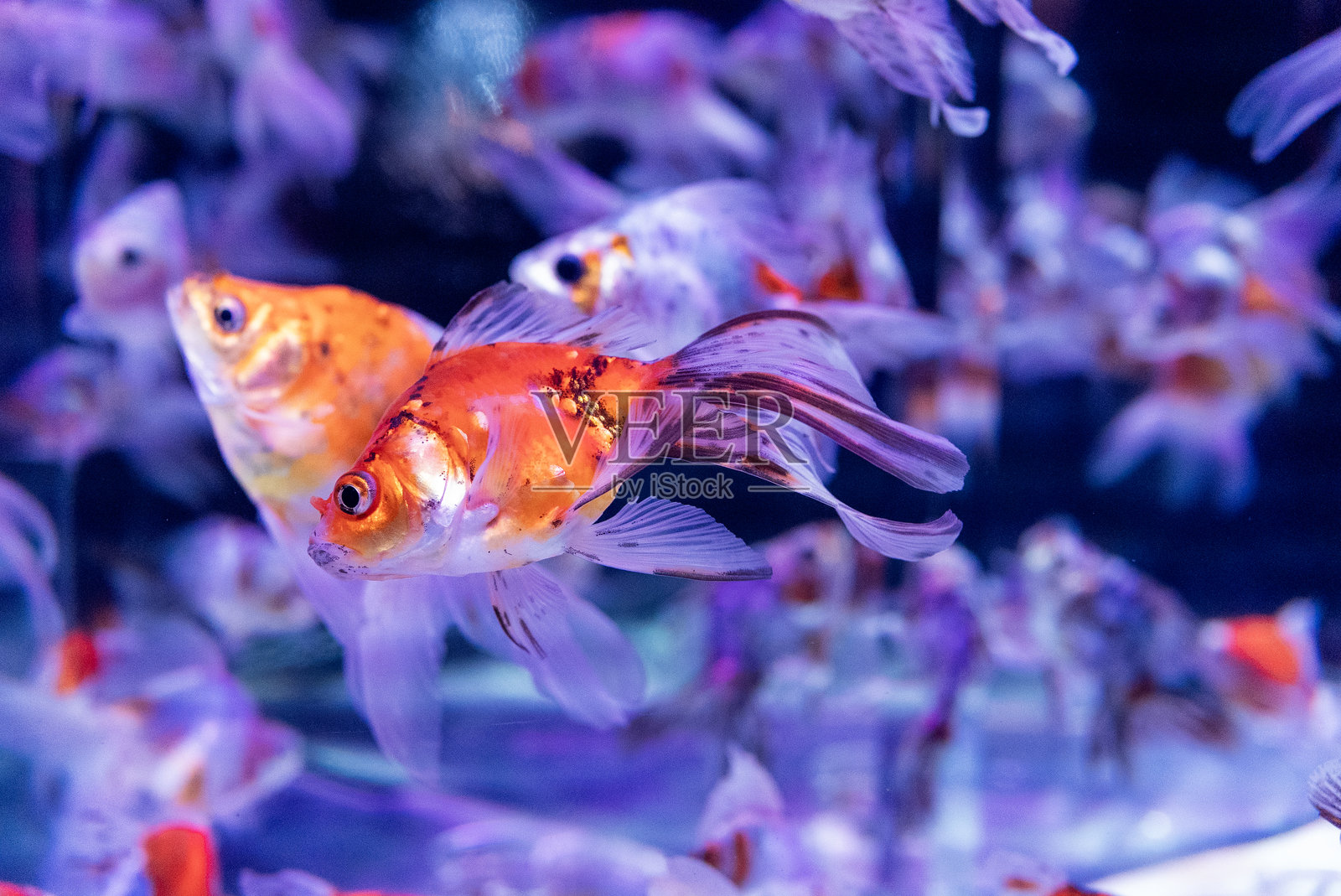 金鱼照片摄影图片