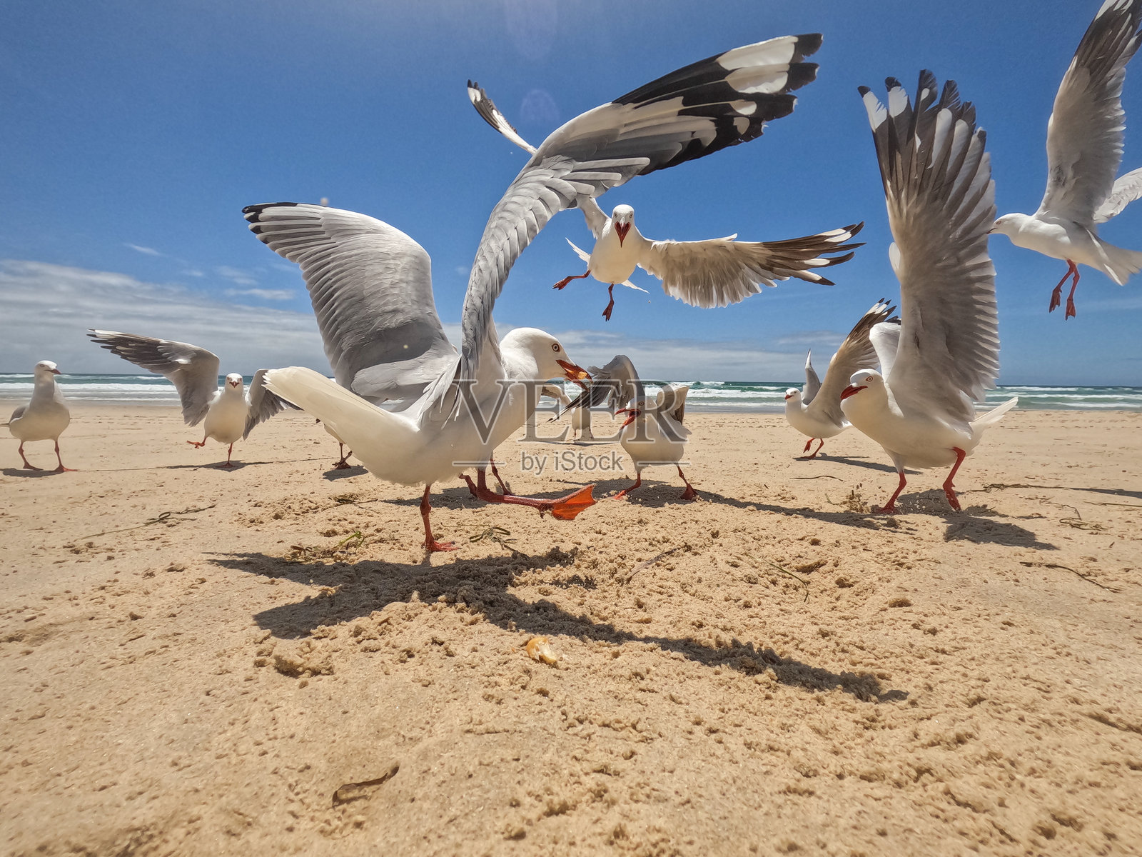 一群海鸥在海滩上争抢食物。有些在沙滩上，有些在空中飞翔。黄金海岸，昆士兰，澳大利亚照片摄影图片