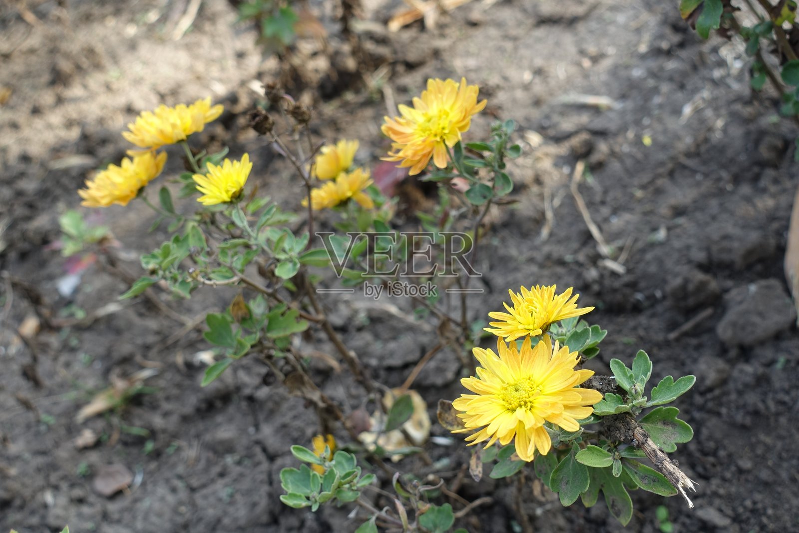 十月中旬的八朵琥珀黄色菊花照片摄影图片