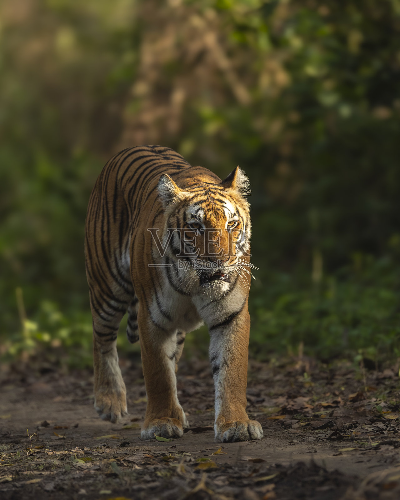 在印度乌塔拉坎德的吉姆·科尔贝特国家公园保护区，野生孟加拉雄虎（豹猫虎）正面朝向镜头，背景是自然的绿色风景，冬季傍晚的野生动物园之旅。照片摄影图片