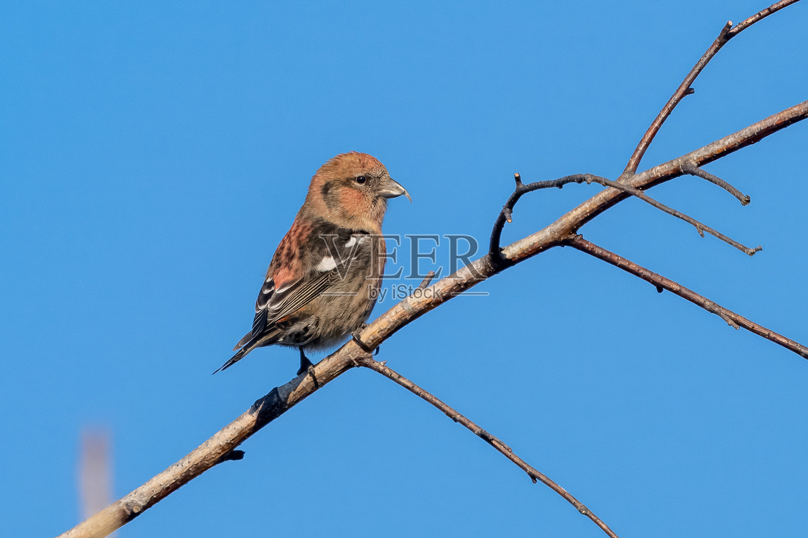 回头交嘴雀照片摄影图片
