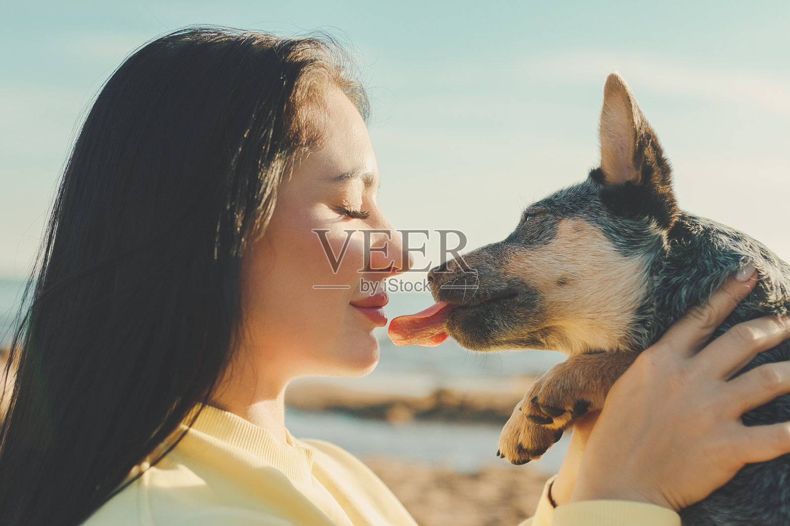 侧面年轻女性抱着一只舔她的牧羊犬小狗照片摄影图片