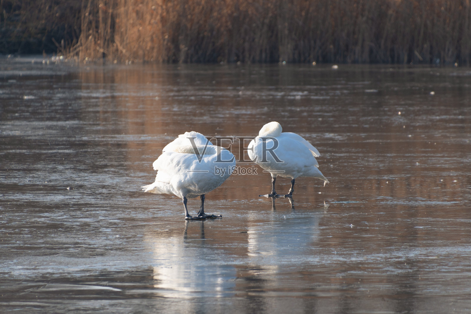 沉默的天鹅站在冰封的湖面上。鸟类行为照片摄影图片