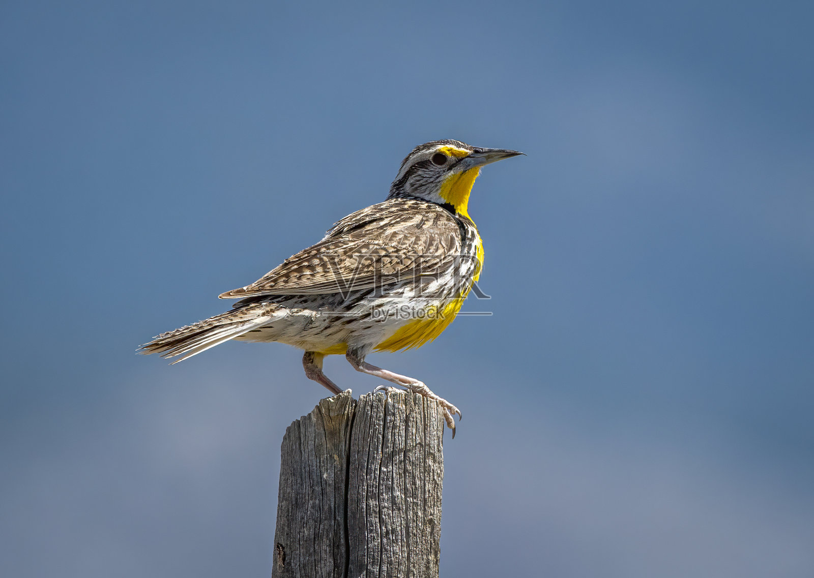 西部草鹬照片摄影图片